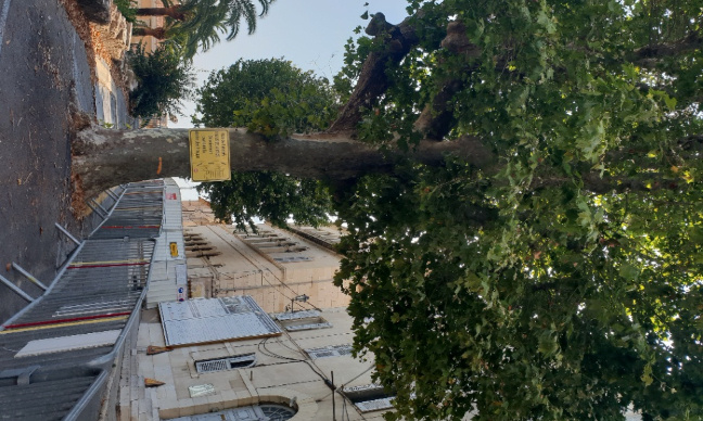 Non à l'abattage des platanes centenaires à Grasse !