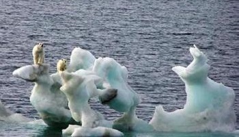 Le reboisement pour lutter contre le réchauffement climatique !