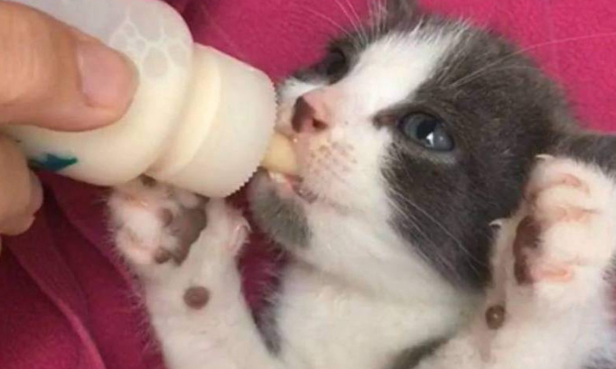 Pour un programme de contrôle et de stérilisation des chats errants à Courçon !