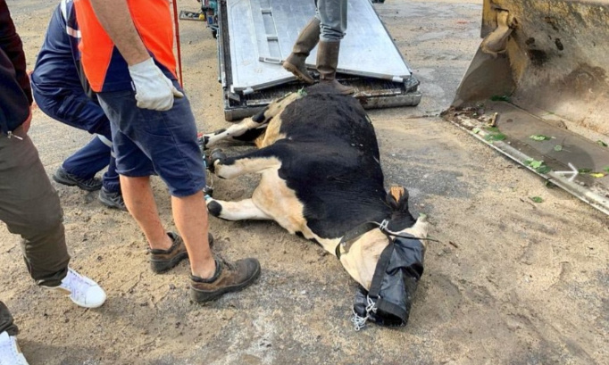 Sauvons cette vache courageuse