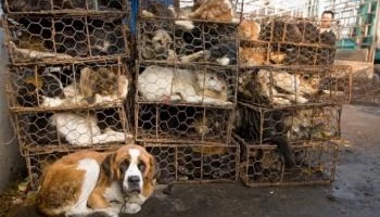 Pour la fermeture des fermes à fourrure en Europe et le boycott du commerce avec la Corée du Sud jusqu'à fin du martyr des chats et des chiens du pays