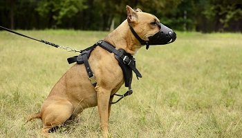 Retrait de l'obligation de la muselière pour les chiens de 2ème catégorie dans les lieux publics