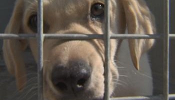 Pour que la reproduction de chiens chez les particuliers soit limitée