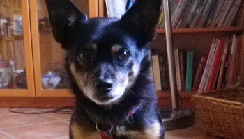 Mobilisons-nous pour Canaille contre le vol d'animaux !