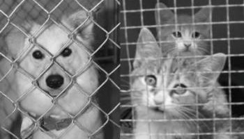 Un suivi après un achat des chiens et chats