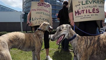 Sauvons les lévriers espagnols de la pendaison et de la maltraitance
