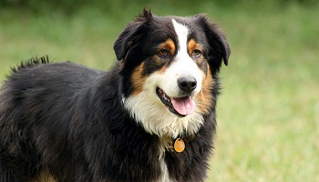 Contre la maltraitance et l'exploitation des animaux