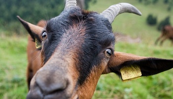 Justice pour Eglantine et Marguerite