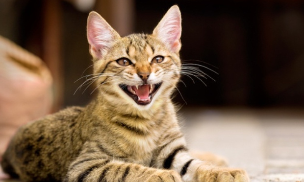 Peine de prison ferme pour le tueur de chats