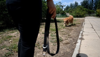 Une surveillance soutenue de l'allée des chiens au parc Georges Brassens
