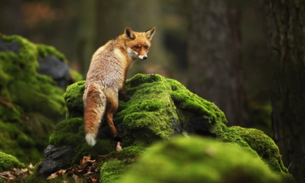 Non à l'abattage des renards dans l'Oise
