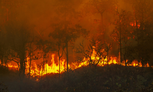 LES FORÊTS DE LA KABYLIE CONTINUENT DE BRÛLER ! L'ETAT DOIT PRENDRE DES MESURES CONCRÈTES POUR ENRAYER LES INCENDIES !