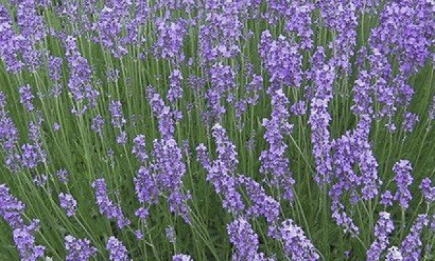 Protéger et valoriser la filière des producteurs de lavandes