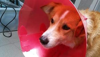 Maîtres irresponsables, ça suffit !