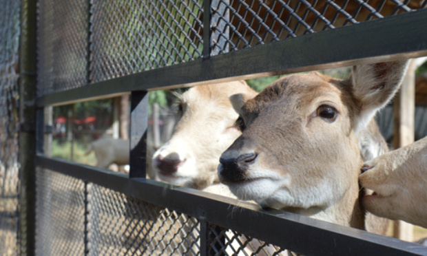 INTERDICTION DES ANIMAUX (Foires, Zoos ..)