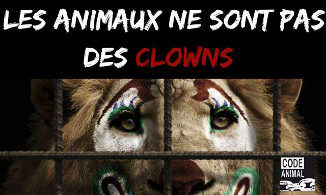 Pour que la Mairie de Vaulx-en-Velin (69) s'engage pour l'interdiction des animaux dans les cirques
