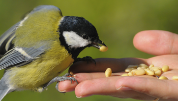 Gardons le droit de nourrir les oiseaux