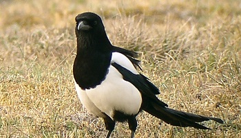 Non aux tirs sur les corvidés !