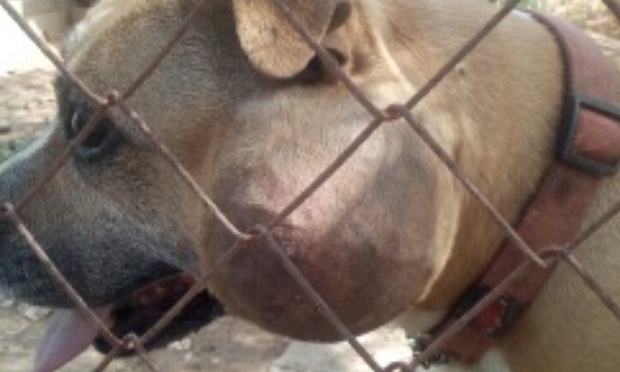 Nous demandons la saisie immédiate d’Enjoy pour mettre fin à ses 8ans d’enfermement  et lui procurer les soins dont elle a besoin.