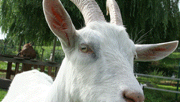 Cheptel à l'abandon en Poitou-Charentes : nous voulons des explications et des actions !