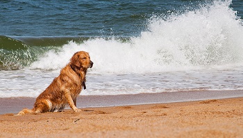 Acceptez les chiens sur les plages