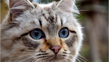 Madame la maire, ne fermez plus les yeux