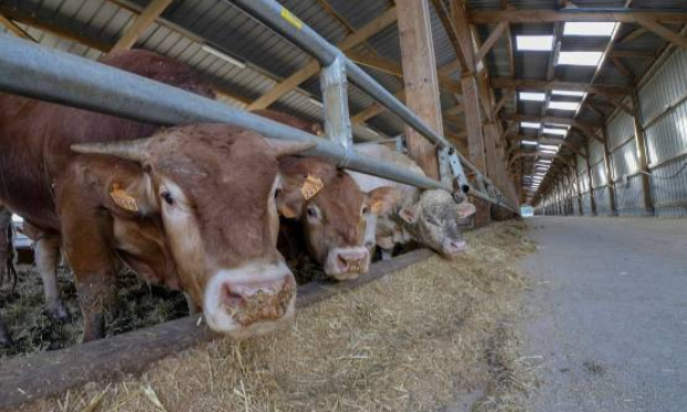 Subventions &agrave; la Ferme-Usine des 1000 Veaux : Demandons l'ouverture d'une enqu&ecirc;te !