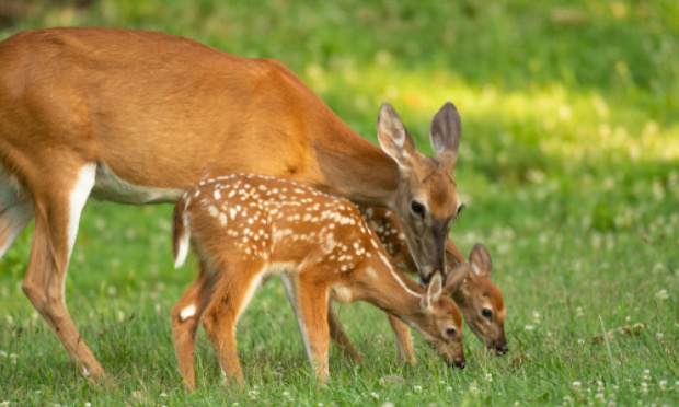 Stop à la chasse des chevreuils !
