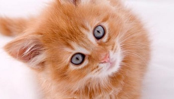 Le chaton Caramel porteur de leucose a été euthanasié