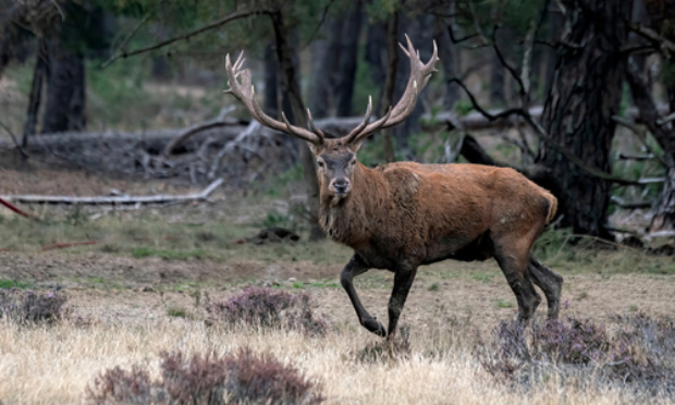 Stop à la chasse aux cerfs pendant la période du brame.