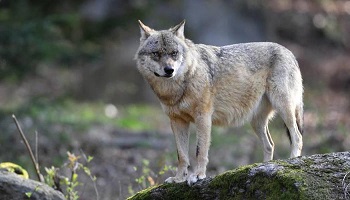Arrêt de l'abattage des loups