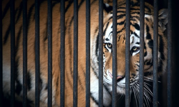 Fort Boyard, une émission qui doit comprendre que les tigres n'ont rien à y faire