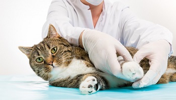 Que les vétérinaires prêtent serment pour secourir et soigner les animaux et pour réglementer les tarifs de la profession