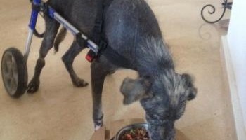 Aidons le Sanctuaire de la Faune de Tanger - SFT