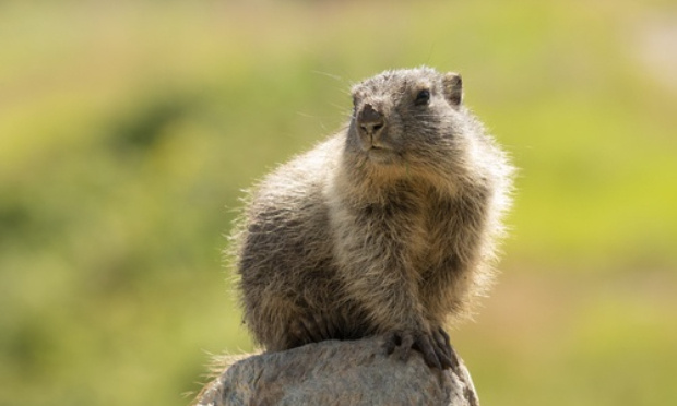 Arrêtons la chasse à la Marmotte