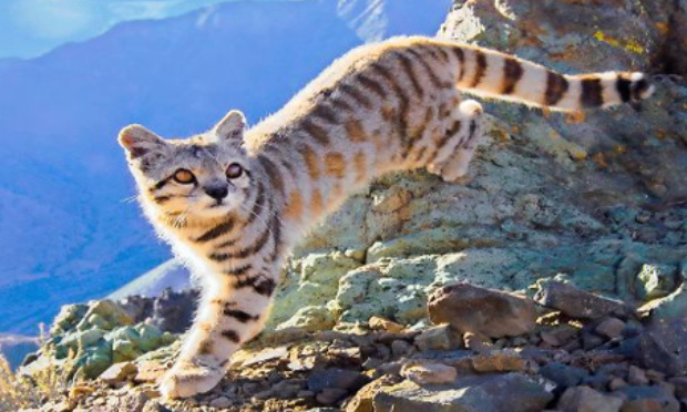 Le Chat des Andes en voie de disparition !
