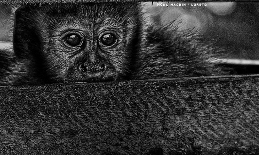 Débat et approbation définitive du projet de loi qui classe le trafic illégal d'espèces sauvages comme crime organisé au Pérou