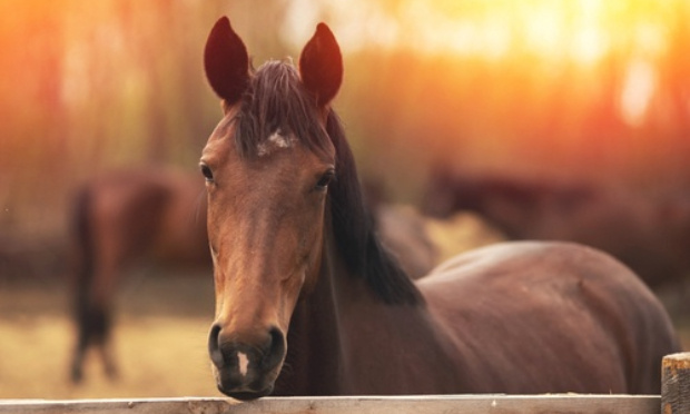 Non à l'abattoir pour les chevaux !