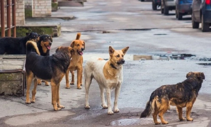 AIDE AUX ANIMAUX DOMESTIQUES ABANDONNÉS À CAUSE DE LA PANDÉMIE