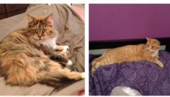 Enquête approfondie sur la disparition de nombreux chats sur la commune de Montady