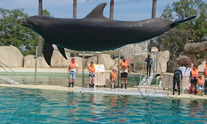 Pour que les spectacles nocturnes d'orques et de dauphins reprennent à Marineland d'Antibes