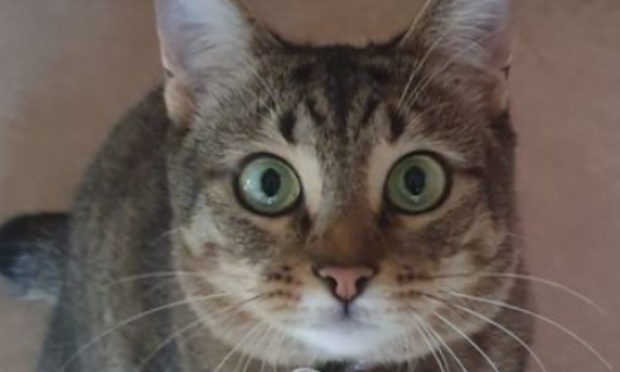 Pour demander à Air France la vérité et la suite des recherches pour la chatte Teddy