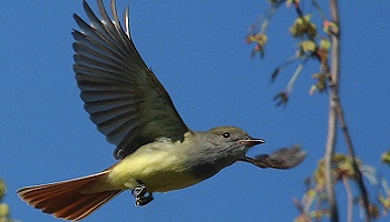 Campagne surpopulation : Oui, mais d'origine Humaine