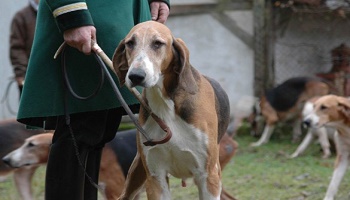 Abolition de la chasse ou régulation sévère