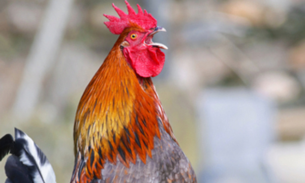 Contre les plaintes pour nuisances du chant du coq à la campagne