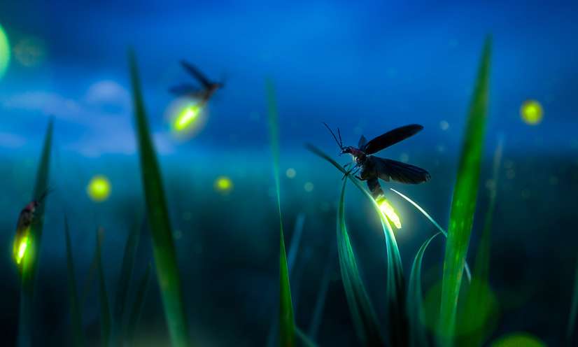 Disparition des lucioles ! Faisons tout pour les protéger !