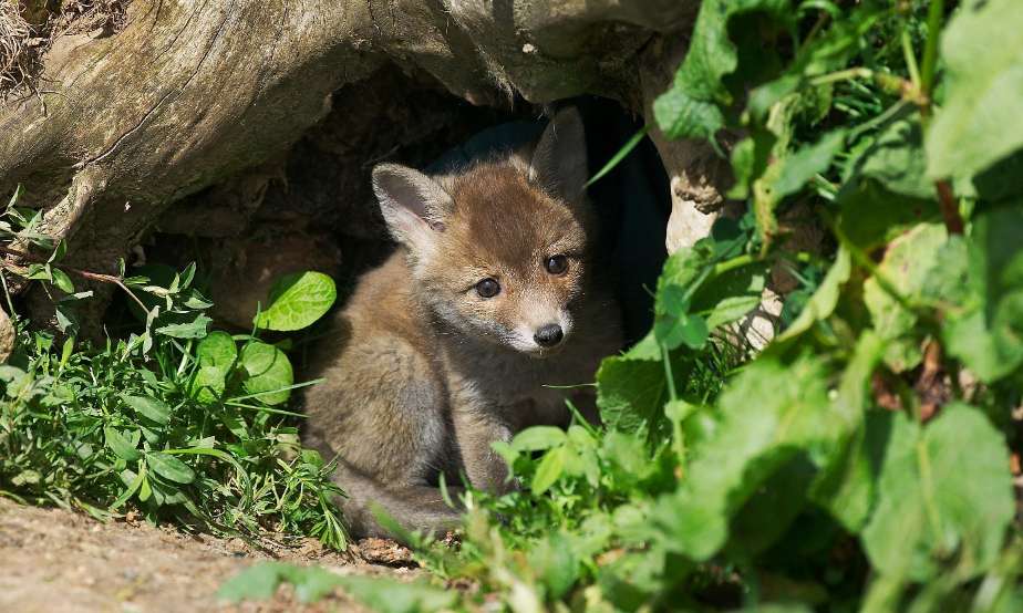 Stop au massacre des renards !