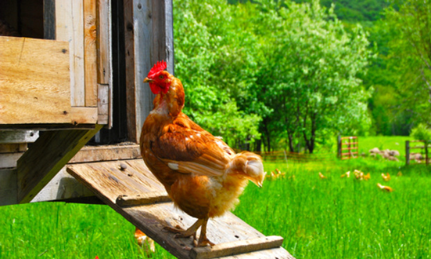 Permettre la possession de poules aux citoyens de Lac Beauport