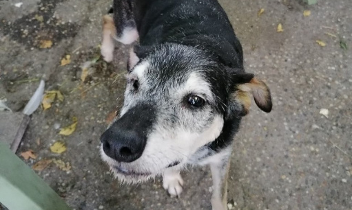 L 'ARCHE DE MADDY en DETRESSE, refuge animalier
