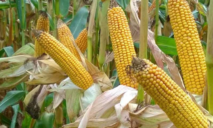 Non au projet d'extension de la gravière DANIEL dans la plaine d'ABOS